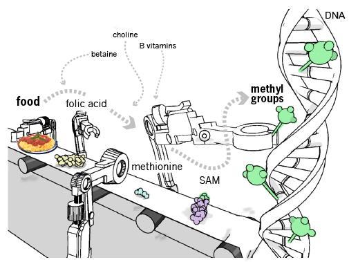 EPIGENETIKA A VÝŽIVA Výživa hraje velkou roli v methylačním statusu i u člověka Zdrojem