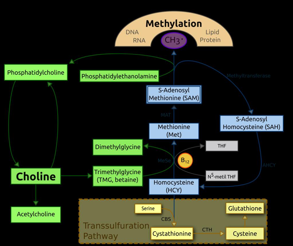 EPIGENETIKA A VÝŽIVA - KDE SE BERE METHYL SKUPINA? THF tetrahydrofolát derivát kys.