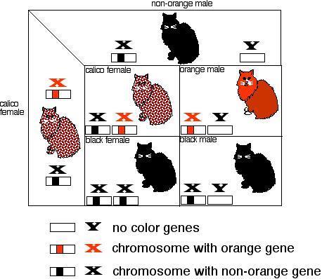 EPIGENETIKA - X-inactivation Proces, při kterém je inaktivována jedna z kopií X-chromozomu u samic