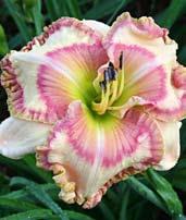 Pinkově orchideový blend se zlatým lemem, tmavě smaragdové hrdlo, výborné větvení, velmi pozdní odrůda se 14 cm velkými květy.