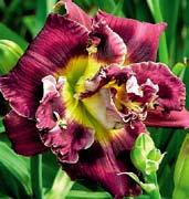 Orchideově růžové, 13 cm velké květy s kouřovým nádechem, okraje jsou zlatě žluté, levandulové zbarvený vodoznak,