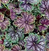 americana - kapraďově zelené listy s nervaturou, bílé květy. Z0136 PALACE PURPLE h.