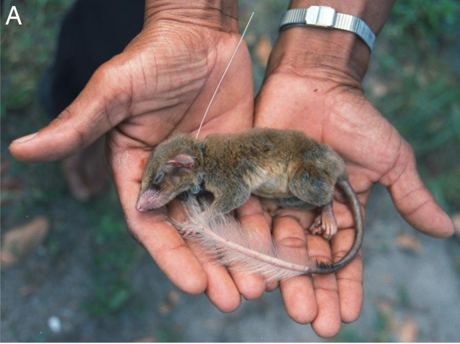 - savci pili alkoholický nektar miliony let (PNAS, 2008) A B - Tana pestroocasá pije fermentovaný nektar z květu Bertramovy