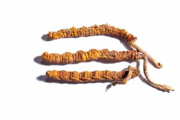 CORDYCEPS SINENSIS (HOUSENICE ČÍNSKÁ) Cordyceps je jednou z nejtajemnějších a nejpodivuhodnějších hub, vlastně jde o hybrid mezi larvou a houbou. Patří do zlatého fondu tradiční čínské medicíny (TCM).