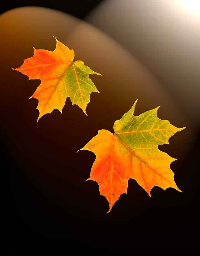 23 N 000 010 Autumn