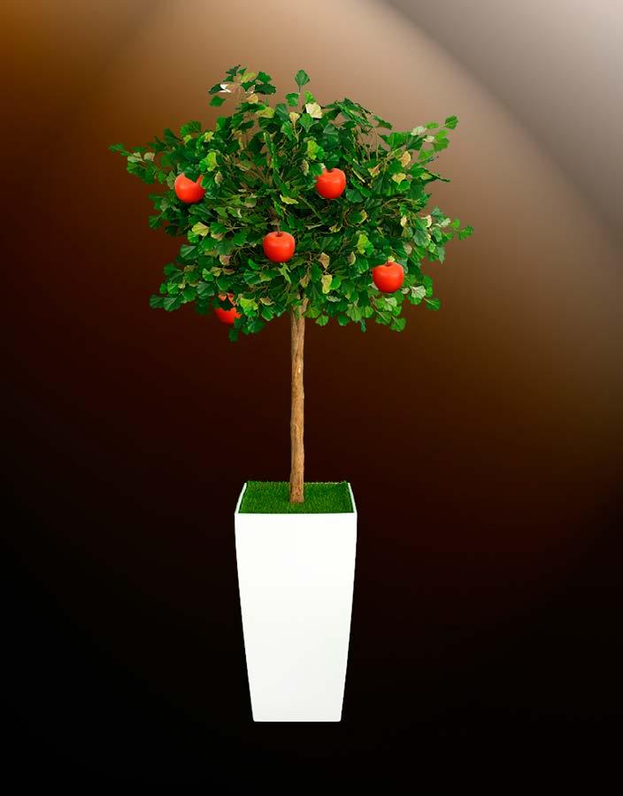 26 N 000 015 Ginkgo tree in cubico height 220 cm width 100