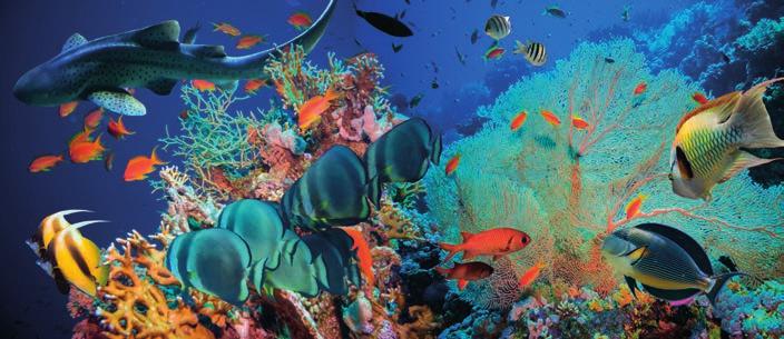 Egypt > Sharm El Sheikh ODLETY Sharm El Sheikhu na od 02.05.2018 04..2019 (poslední zpáteční let Prahy 04.. 2019) Cena za s all inclusive spělá osoba již od Kč resp.