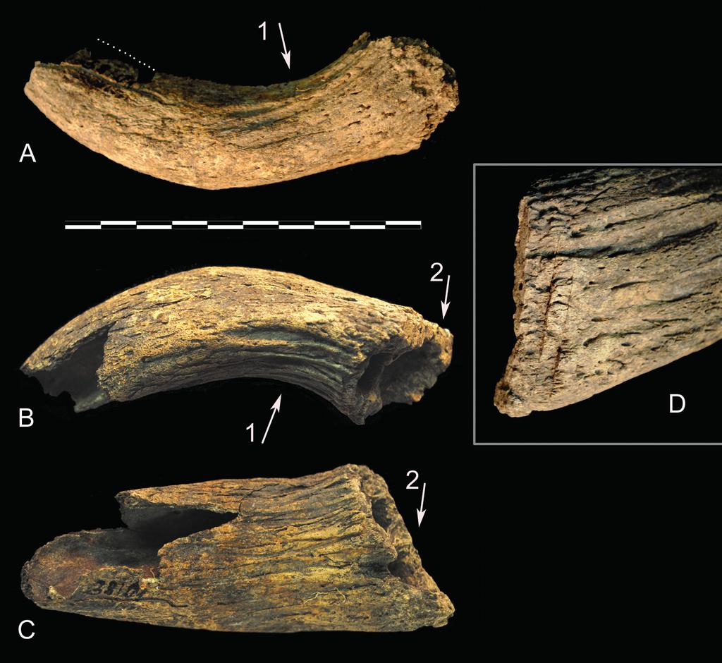 434 KYSEL : Evidence of the use of a horn yoke in the Middle La Te ne period Fig. 1. Velké Zboží, feat.