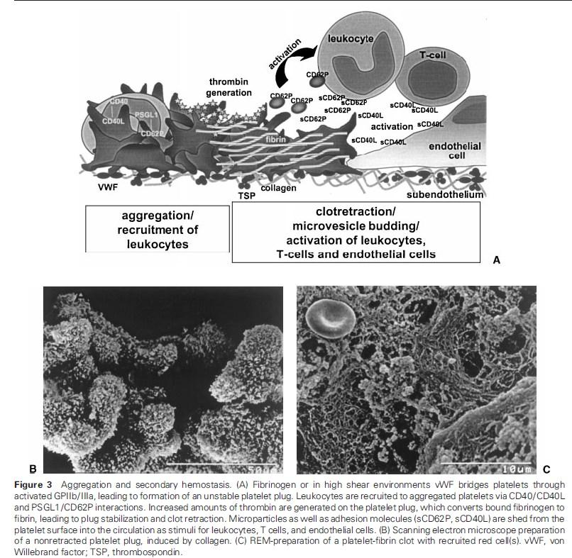 Jurk K, Kehrel BE: Platelets: Physiology and biochemistry.