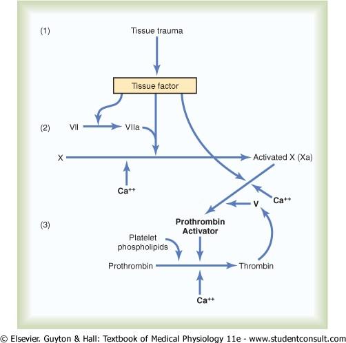 Figure 36-3 Extrinsic pathway for initiating blood clotting.