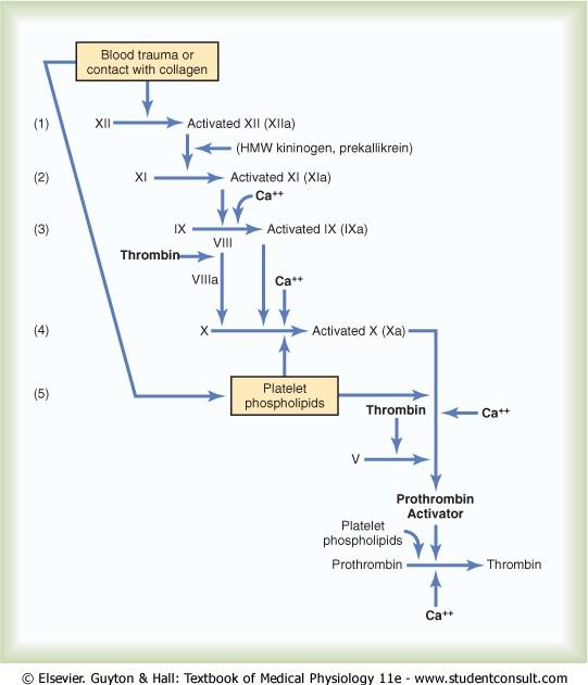 Figure 36-4 Intrinsic pathway for initiating blood clotting.