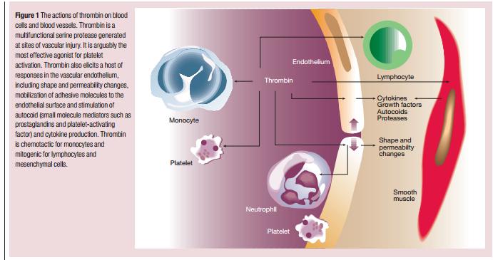 Coughlin SR: Thrombin signalling and