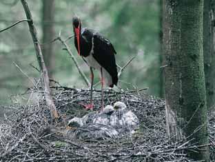 Pfiítomnost mnoha sou í a doupn ch stromû vytváfií vhodné podmínky pro Ïivot ptákû hnízdících v dutinách.