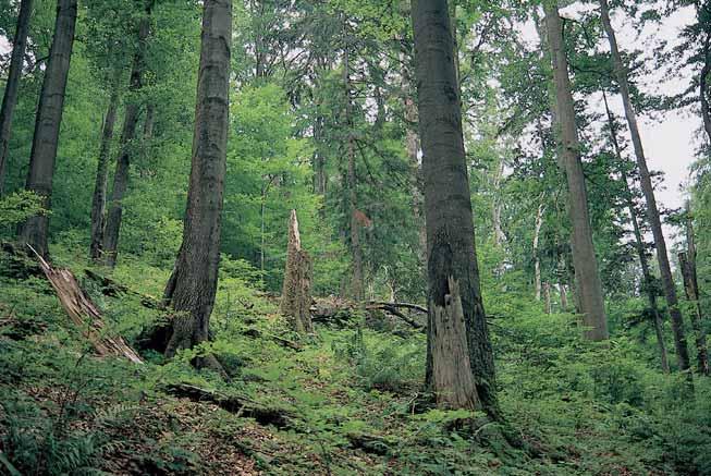LESNICTVÍ Jádrov m územím rezervace jsou porosty blízké sv m druhov m sloïením a porostní v stavbou pûvodním jedlobukov m karpatsk m pralesûm.