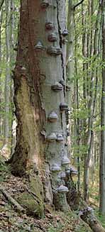 Pfievládající dfievinou je v nejstar í ãásti buk lesní (Fagus sylvatica) s pfiímûsí jedle bûlokoré (Abies alba). Typick mi druhy podrostu jsou napfi.
