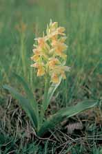 Jsou to pfiedev ím ãetné druhy z ãeledi orchidejovit ch prstnatec bezo- Prstnatec bezov (Dactylorhiza sambucina) vytváfií ve Vsetínsk ch vr ích a Javorníkách i nûkolikatisícové populace.