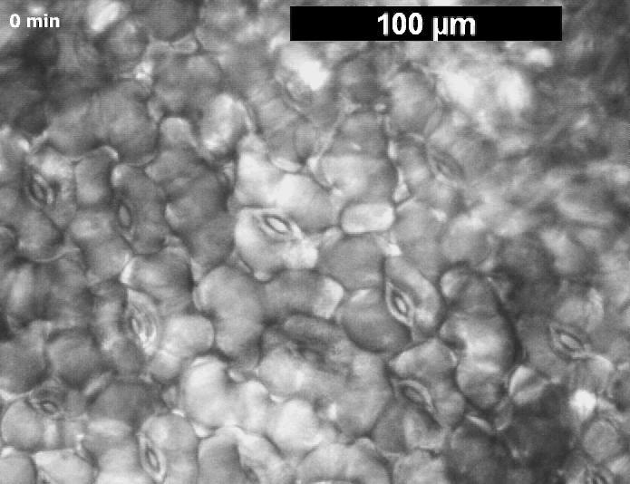 Variačné potenciály inhibujú fotosyntézu Prechodom VP dochádza k
