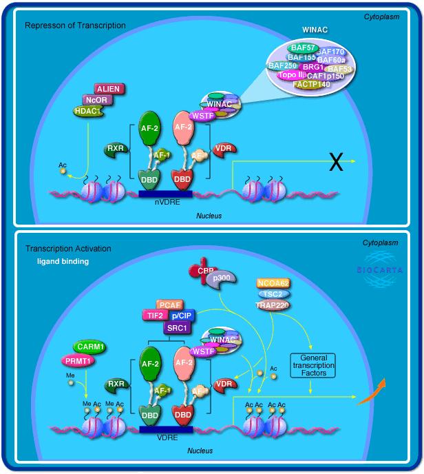 RXR-VDR heterodimer thyroid receptor-associated proteins retinoid X