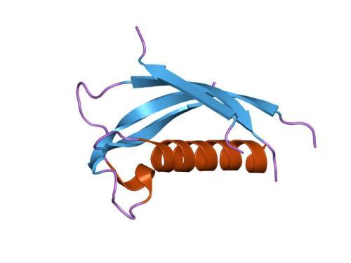 Cathelicidin antimikrobiální peptidy lyzozomy