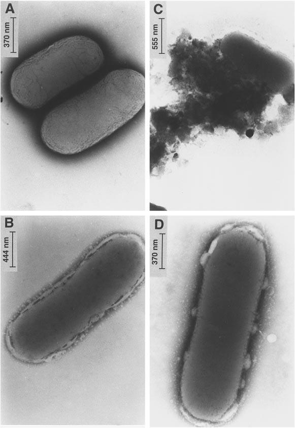 C: E. coli + LL-37 > MIC Mechanismus aktivity