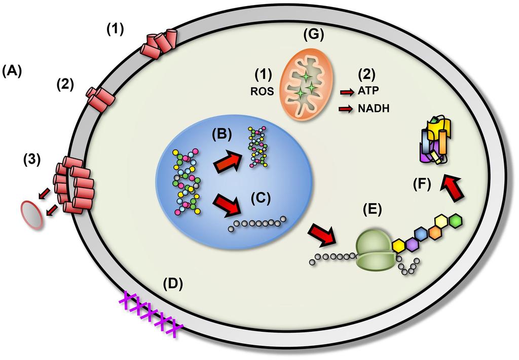A. Membránové účinky 1. náhodné umístění na membráně 2. hydrofobní interakce 3. odstranění membrány a tvorba pórů B.Inhibice syntézy DNA C.Blokáda RNA D.