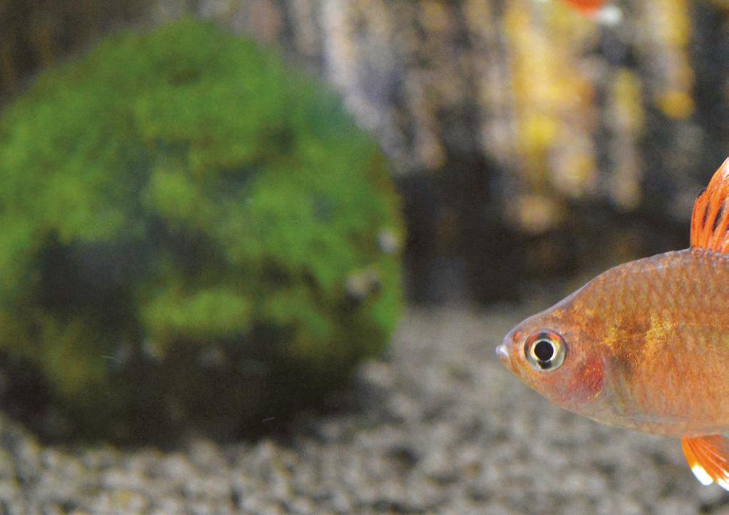 Smysluplný, užitečný a dobrý Originální příslušenství EHEIM pro sladkovodní