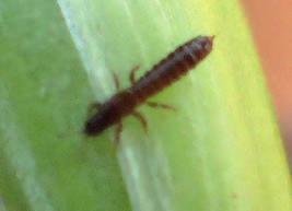 Vrtalky v době růstu pochvy praporcového listu kladou samičky vajíčka do listových čepelí. Škodí larvičky dominující v listech.