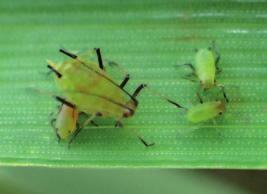 květilka všežravá, bzunka ječná, zelenuška žlutopásá) a Homoptera (např. mšice, křísi) s vedlejším účinkem na slimáky a škody způsobené ptactvem.