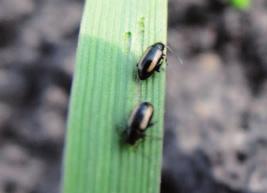 Holocyklické kmeny mohou přenášet v jařinách až po sání infikovaných rostlin. Virová zakrslost pšenice (Wheat Dwarf Virus).