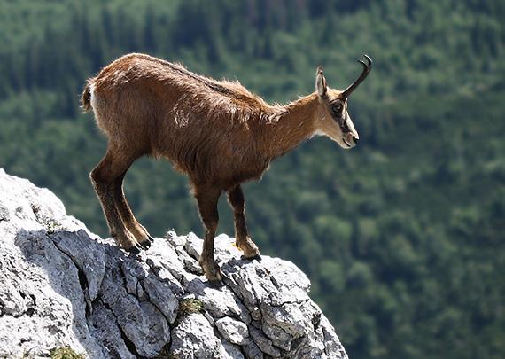 Kamzík vrchovský chránený vymierajúci druh možno ho zachrániť iba dôsledným usmernením turistického ruchu a ochranou jeho