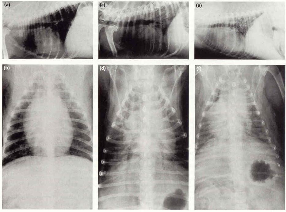 Zobrazení pravého srdce Veterinary Record 1999, 144, 611-616 Mírný intersticiální vzorec Srdeční obrys