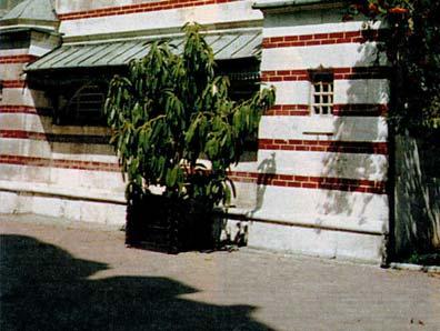 Jurajova najmladšia dcéra Ifigénia, dala v roku 1888 pri zrkadlisku postaviť dom Vila Tereza sa spája s menom Laca Podľa povesti liečivé pramene v Trenčianskych Tepliciach objavil chromý a chudobný