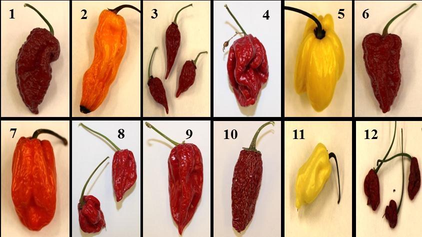 Obr. 10: Použité odrůdy chilli papriček (Zdroj: Do Tomáš). 3.1.2 Použité chemikálie Pokud není uvedeno jinak, byly všechny použité chemikálie a standardy zakoupeny od firmy Sigma-Aldrich (St.