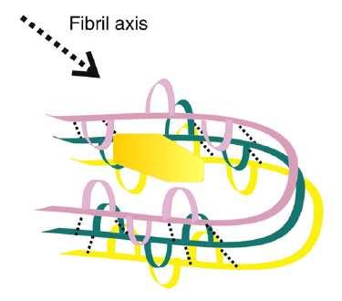 vdfsd Obrázek 2. Příklad β strukturálního uspořádání filament amyloidových fibril (vlevo) (převzato z Chang et al. 2008) a vizualizace nevětvených amyliodových fibril (vpravo) (zdroj internet).