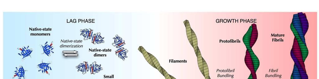 granulocyty G-CSF či pro makrofágy M-CSF) (Yokota et al., 1998). Přesný mechanismus amyloidogeneze není jasný, ale předpokládá se, že probíhá způsobem znázorněným na obr. 3.