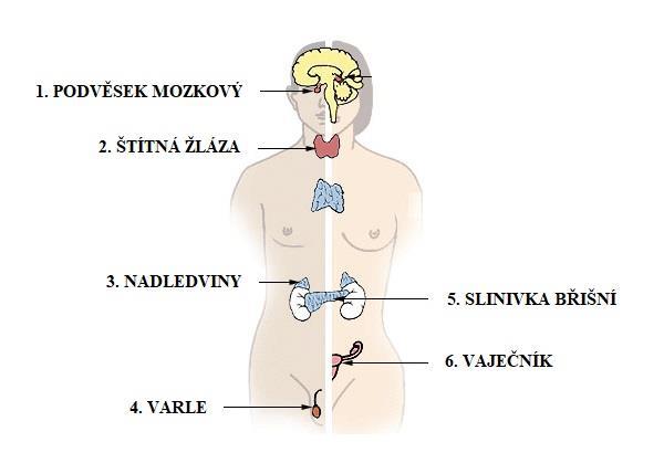 c) Obr. 4 Žlázy s vnitřní sekrecí, dostupné z: http://psychology.wikia.com/wiki/endocrine_system Tab.