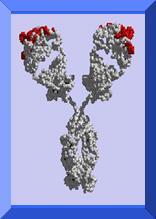 Lemtrada = alemtuzumab Původ: monoklonální protilátka k CD52, selektivní imunoablace, T i B lymfocyty, Dávkování: