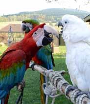 : +420 739 443 204 e-mail: faunapark@faunapark-ops.cz www.faunapark-ops.cz Adrenalin park Bozeňov Adrenalin park Bozeňov je součástí Sport & Relax areálu Bozeňov u Zábřeha v Dolním Bušínově.