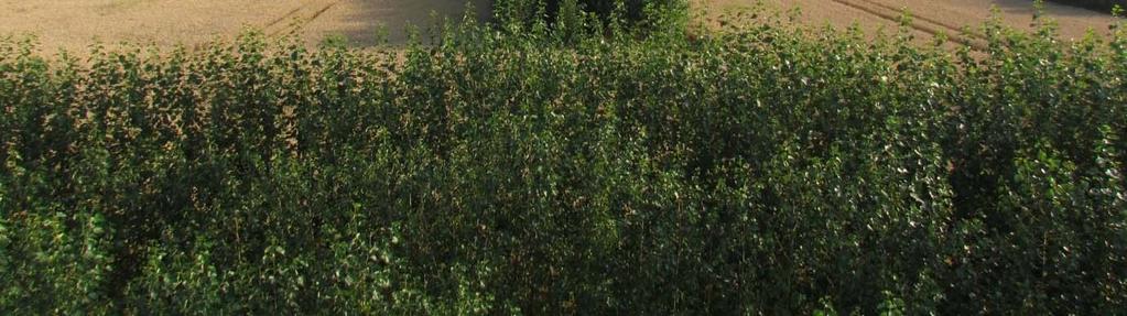 ), akát (Robinia pseudoacacia) a
