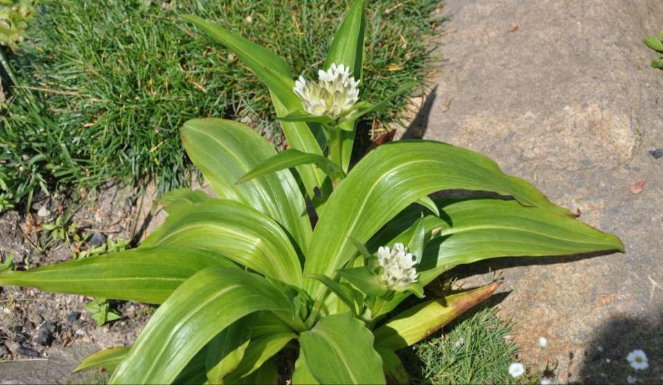 Gentiana