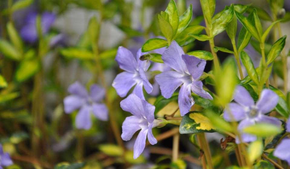 Vinca minor