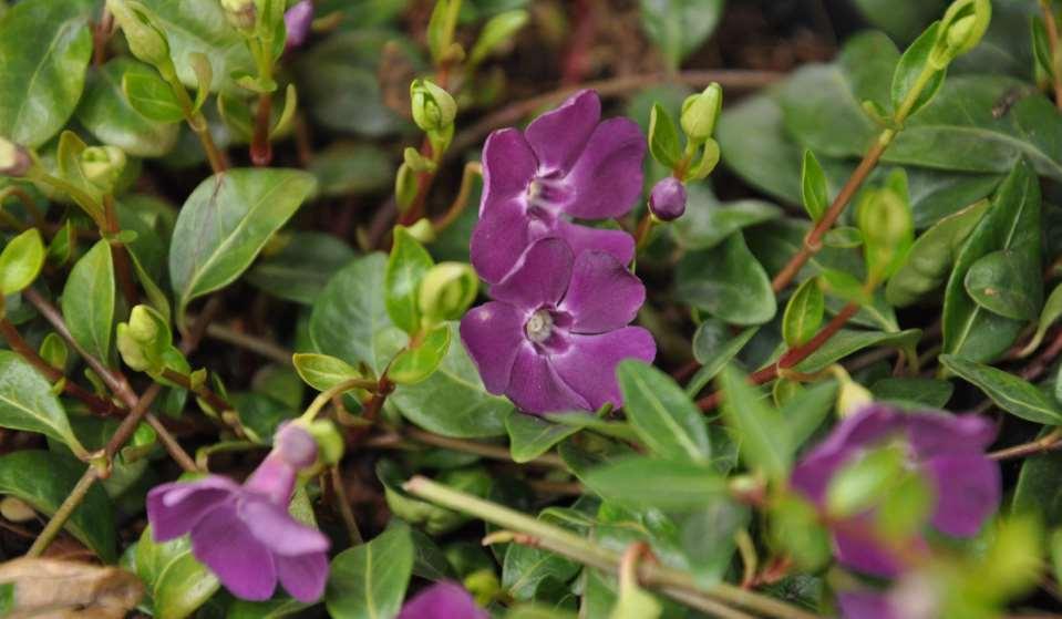 Vinca minor
