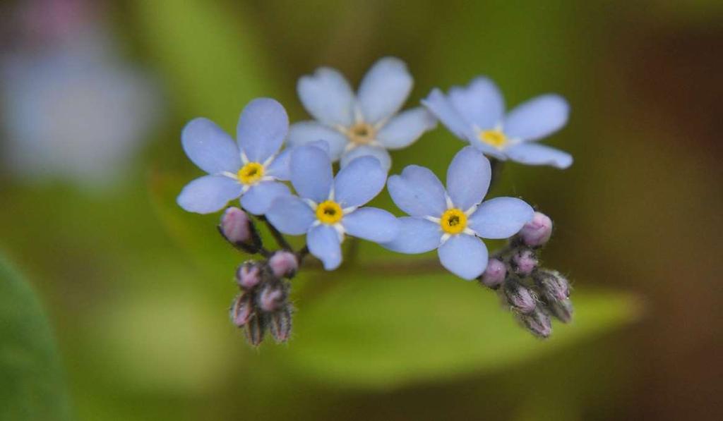 Myosotis