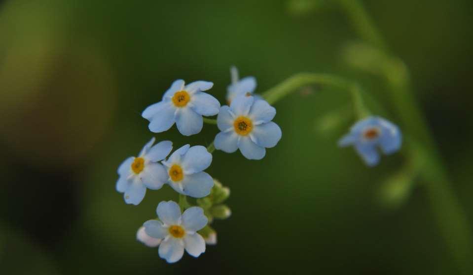 Myosotis palustris