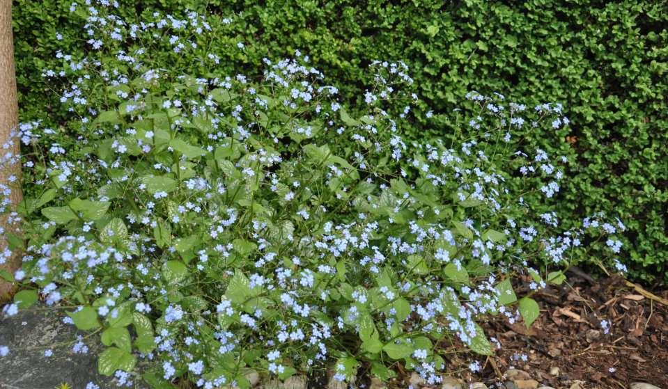 Omphalodes verna
