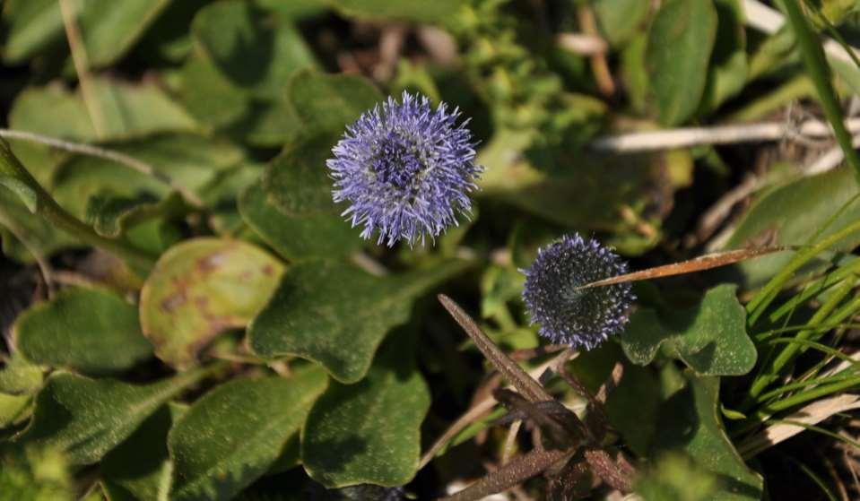 Globularia