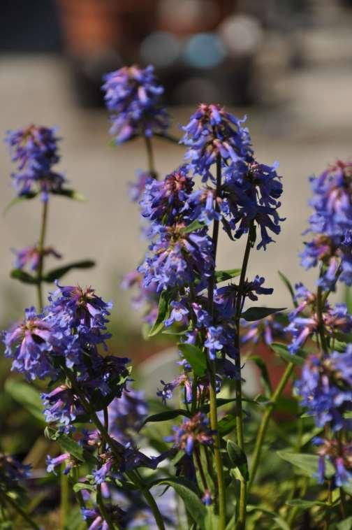 Penstemon