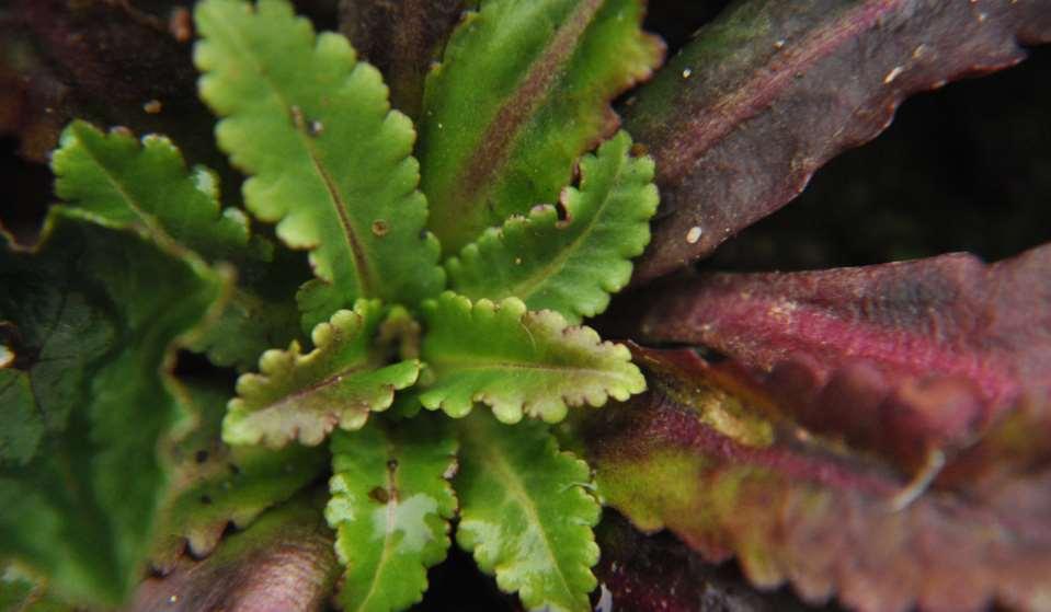 Wulfenia