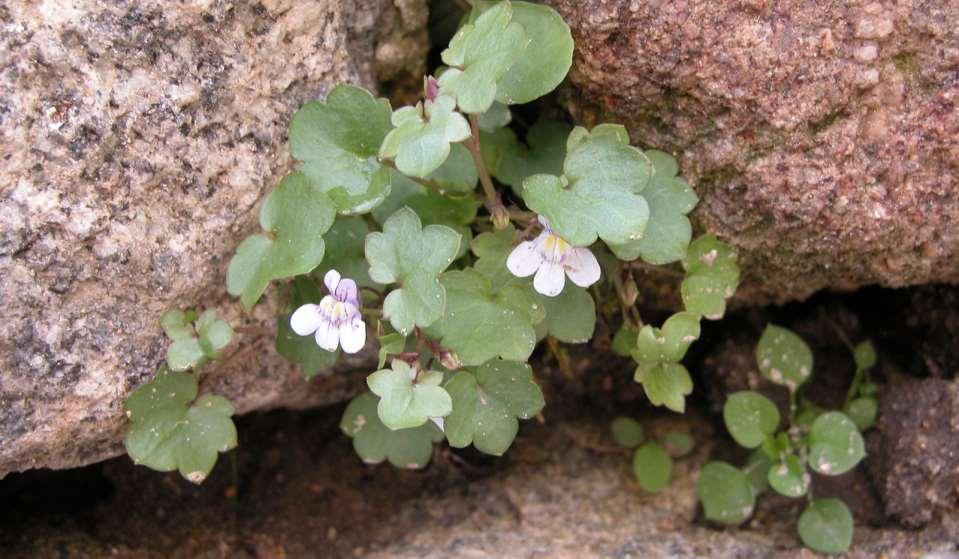 Cymbalaria