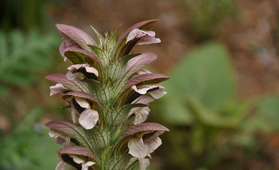 Acanthus